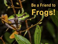 Be_a_Friend_to_Frogs_
